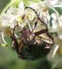 Gnorimus nobilis